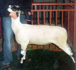 Wright Winner